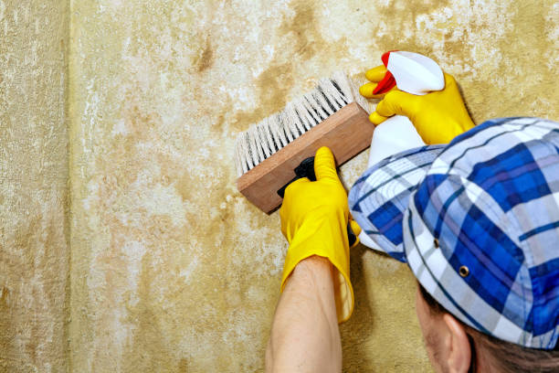 Weed, CA Mold Removal Company